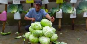 泡沫箱种植芽苗菜视频(农村大叔因“用塑料桶种包菜”而走红，城市大妈们纷纷效仿，厉害)