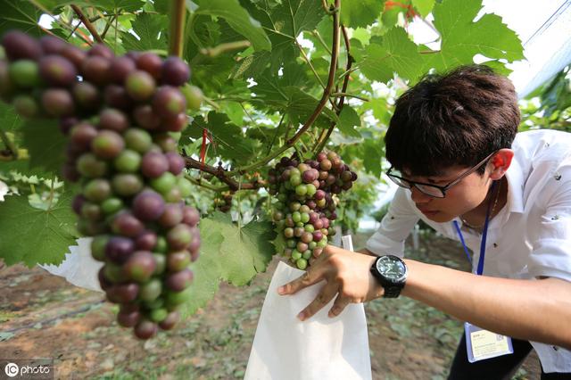 种植葡萄，了解这些特点，再做好施肥工作，后期产量高品质好