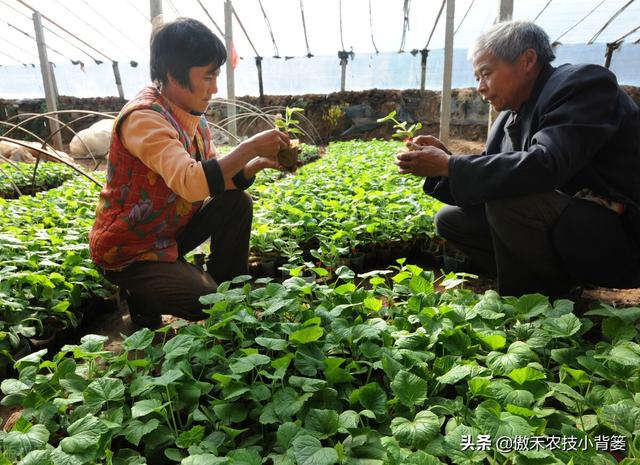 瓜果蔬菜移栽定植学会这6个管理技巧，早生根、缓苗快、成活率高