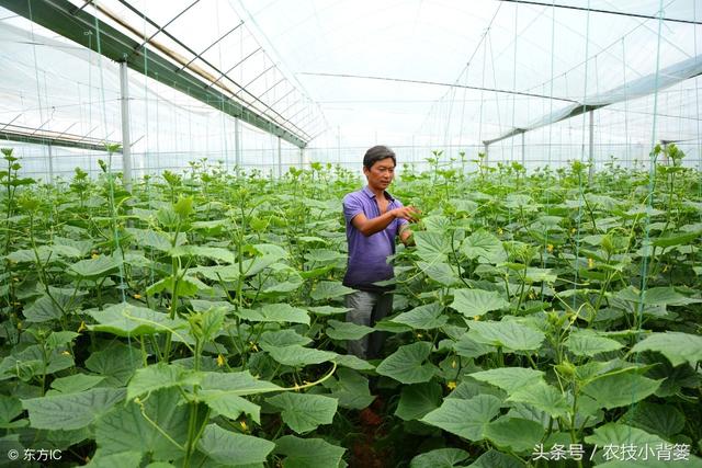 大棚蔬菜巧用小苏打：促长增收，病虫害防治有效率95%！