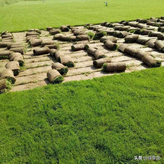 南方适合种植哪些草坪草种，效果更好，存活率更高