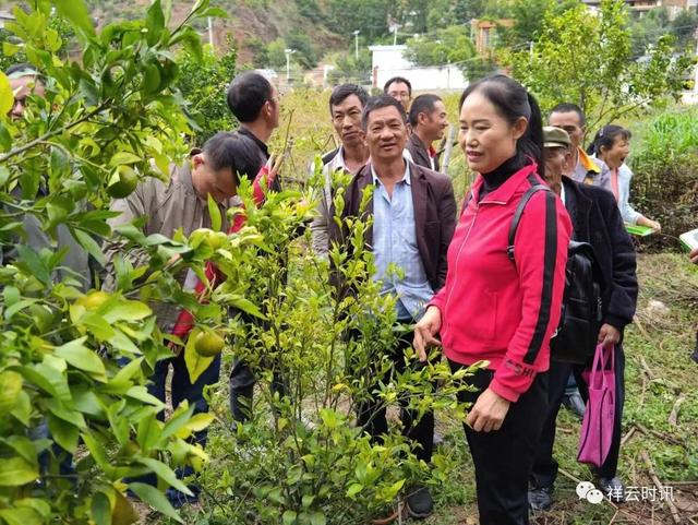 鹿鸣乡：柑橘种植技术培训，促进产业提质增效