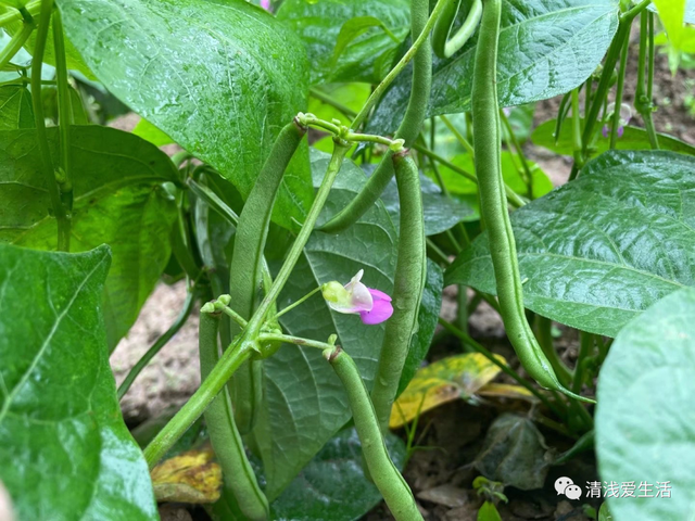 2月份家庭种菜可以播种育苗的21种蔬菜