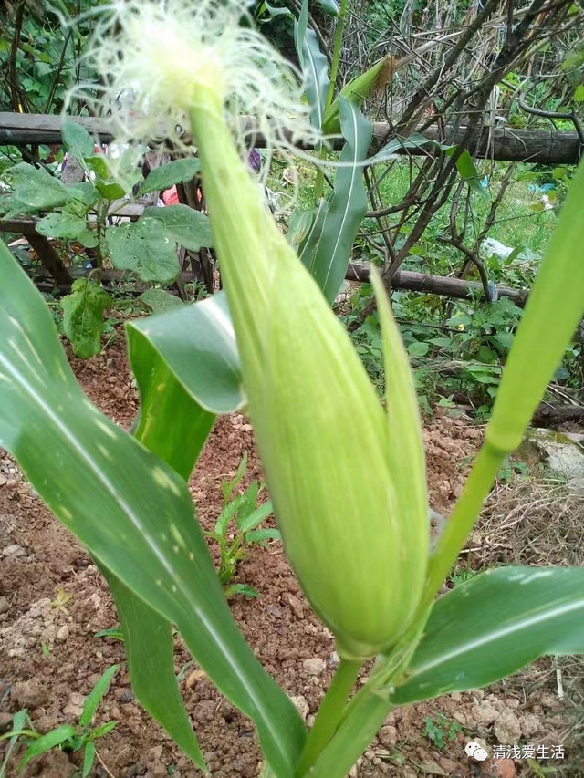 2月份家庭种菜可以播种育苗的21种蔬菜