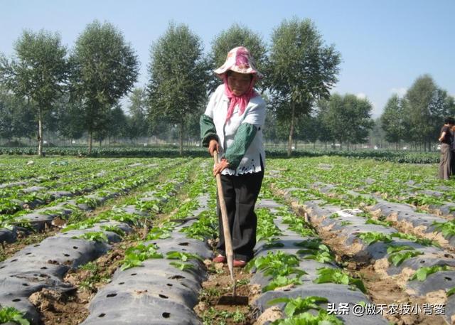 瓜果蔬菜移栽定植学会这6个管理技巧，早生根、缓苗快、成活率高