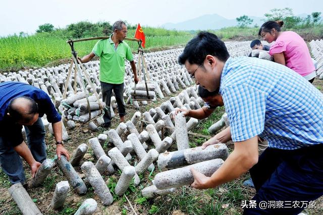 木耳怎么种植？通过这9个方面的学习让木耳种植不再困难