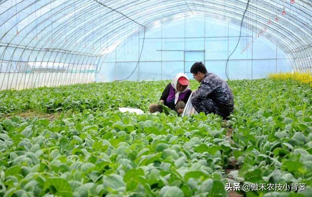 瓜果蔬菜移栽定植学会这6个管理技巧，早生根、缓苗快、成活率高