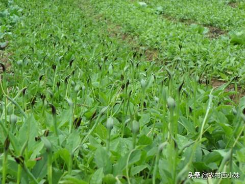 半夏要怎么种？半夏的种植技术