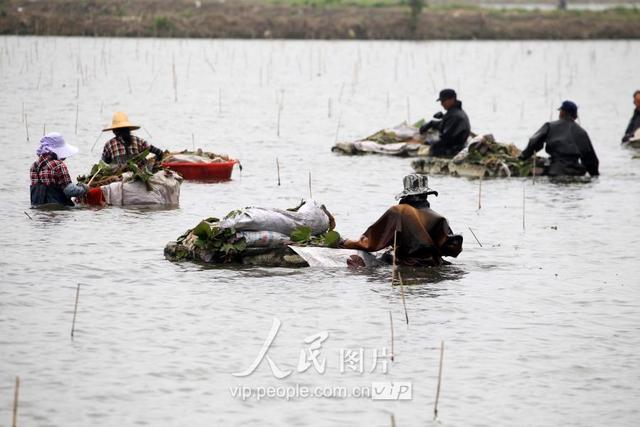 江苏洪泽：初夏时节芡实栽种忙