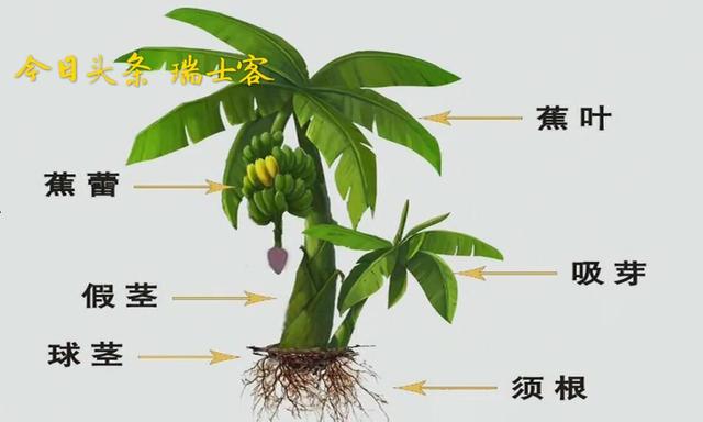 香蕉为何结果小而少，难看？学学这样种植，不但果大好吃还长得靓