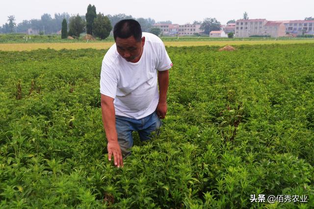 有钱人以1500元一亩租地，这位农业“门外汉”，靠什么赚钱？