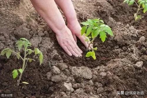 番茄早春小拱棚高效种植技术要点