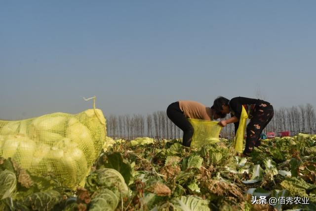 种植大户黯然离开，不具备3个潜质，还是不要轻易进入农业