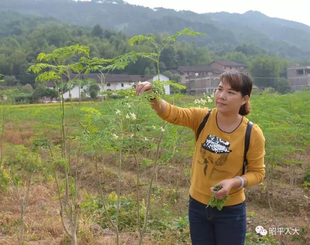 「辉煌60年」广西昭平：她是瑶山“女茶人”，带领瑶胞种茶共致富