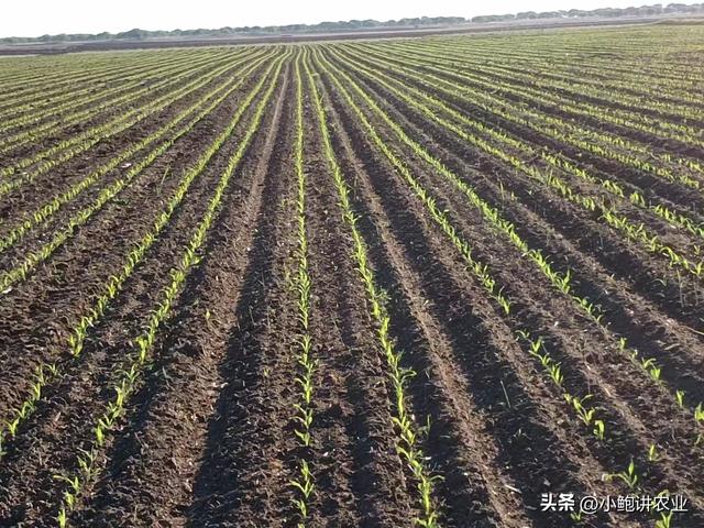 玉米宽窄行播种方式，能提高产量10%以上，你知道吗？
