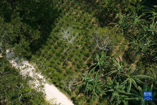 洪都拉斯：探访咖啡种植园和工厂