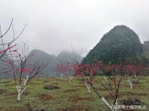 鹰嘴蜜桃种植手册(休闲农业｜寂夜观星河，日出看云海 “云上瑶乡”百亩鹰嘴桃林等你来)