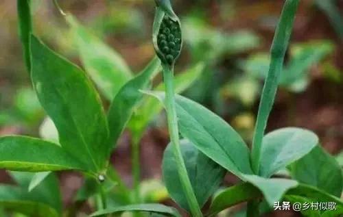 果林套种旱半夏，该怎么种植好呢？