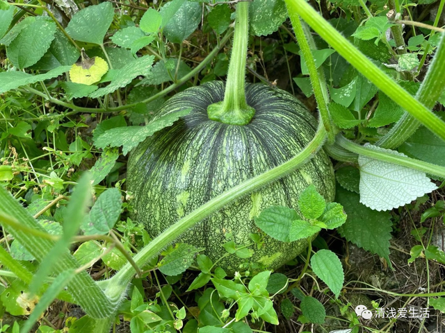 2月份家庭种菜可以播种育苗的21种蔬菜