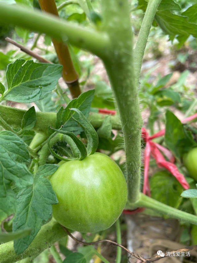 2月份家庭种菜可以播种育苗的21种蔬菜