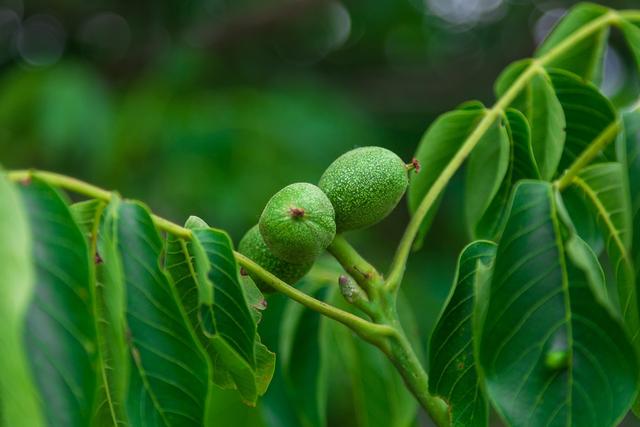 世界四大干果——核桃树种植技术，如何种植核桃 核桃种植一点通