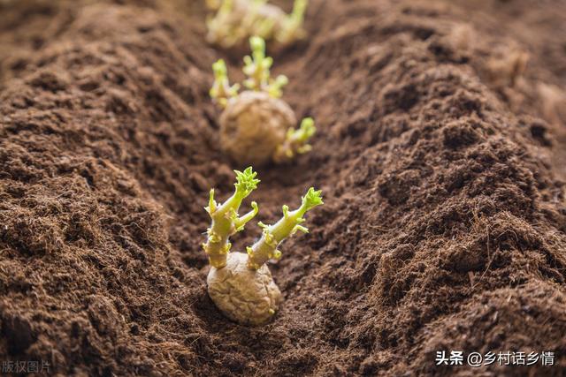 马铃薯科学种植新技术，抱窝栽培法，产量直翻两倍，简单实用