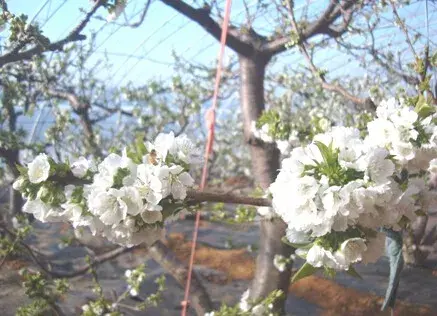 大棚樱桃盛花期管理注意啥？