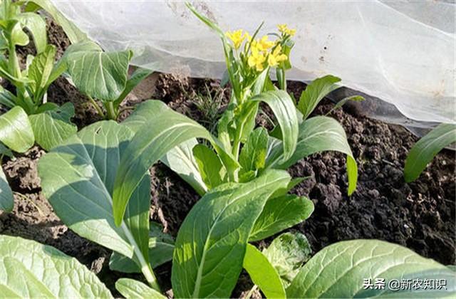 菜心种植方法很简单，合理种植，长势非常显著