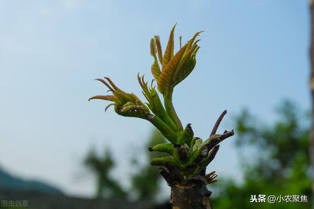 香椿体芽菜栽培技术，今天就告诉你详细技术！菜农看过来