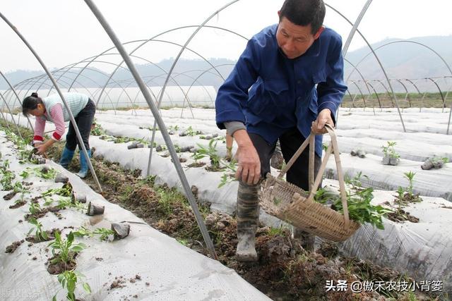 瓜果蔬菜移栽定植学会这6个管理技巧，早生根、缓苗快、成活率高