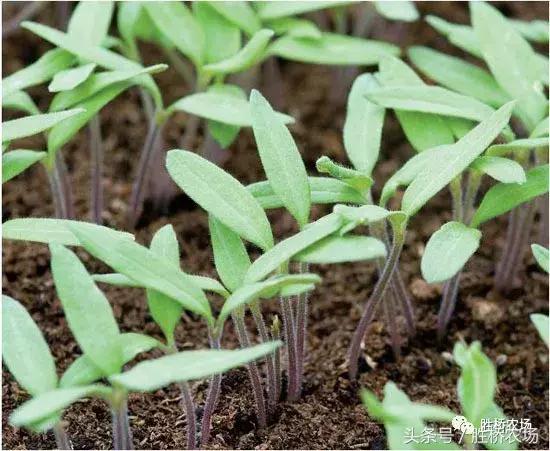 小西红柿标准化种植流程