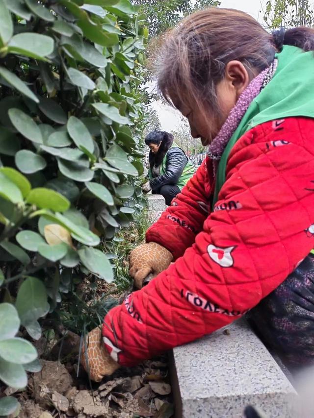 补植栽种麦冬 增加城区绿量