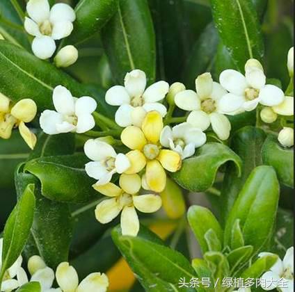 海桐种植方法，学会这几步，来年填满花盆