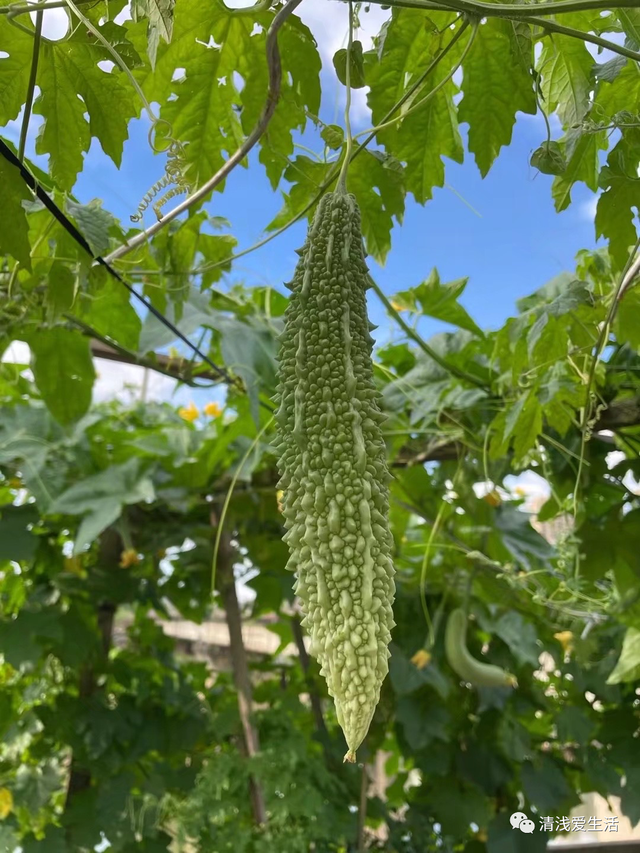 2月份家庭种菜可以播种育苗的21种蔬菜