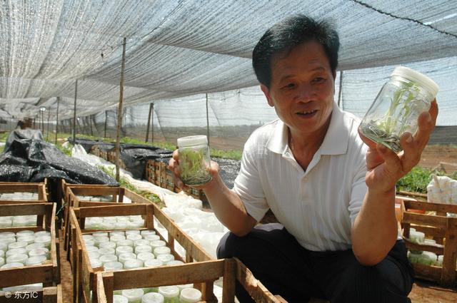 香蕉为何结果小而少，难看？学学这样种植，不但果大好吃还长得靓