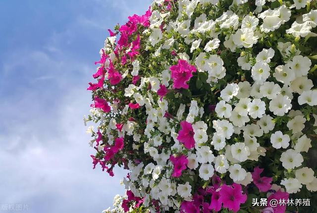 这几种花卉，种植简单，花开娇艳欲滴，新手也能轻松管理