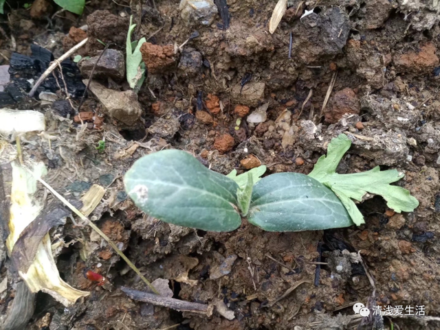 2月份家庭种菜可以播种育苗的21种蔬菜