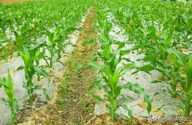 玉米宽窄行播种方式，能提高产量10%以上，你知道吗？