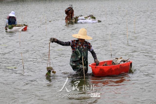 江苏洪泽：初夏时节芡实栽种忙