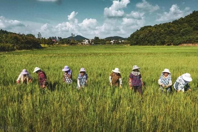 承包100亩地，小麦和玉米种植秘籍大揭秘！年收入50万不是梦想！