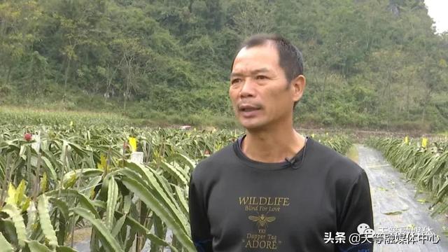 天等县卢岁：种植火龙果 让日子更红火