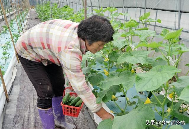 种植茄果类、瓜果类蔬菜，一施、一浇加一喷，胜过任何肥和药