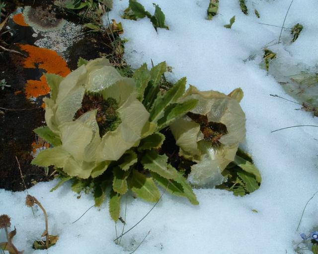 新疆的“天山雪莲”，长成1棵要8年，价值珍贵，1朵就要上千上万