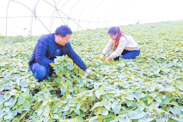 立冬后要及时秧薯苗，来年春天就靠它了，附秧苗技巧