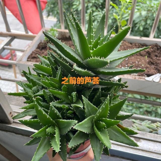 芦荟的种植方法简单，掌握“2点”，10年都能好好的很茂盛很多崽