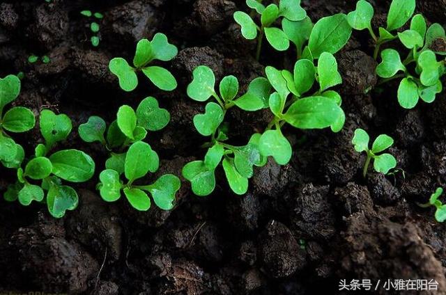 最耐寒好种的十种蔬菜，现在种阳台，冬天长的茂盛好看又好吃