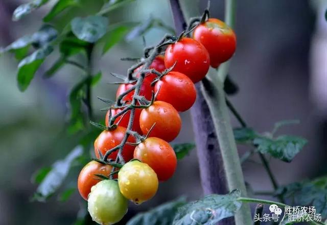 小西红柿标准化种植流程