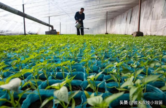 瓜果蔬菜移栽定植学会这6个管理技巧，早生根、缓苗快、成活率高