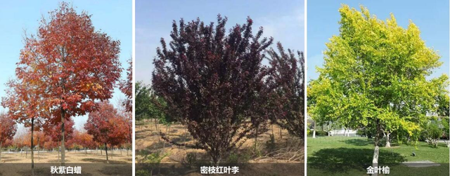 植物配置忌太“满”，未来景观用苗有这三大趋势