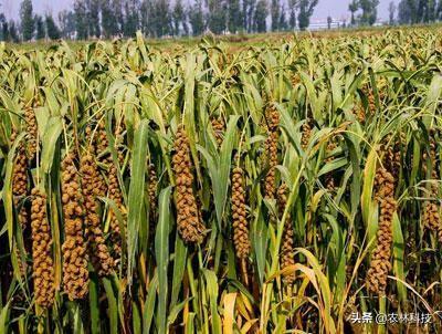 春季种植谷子。播种方法，这几种播种方法你知道吗，快来看看吧